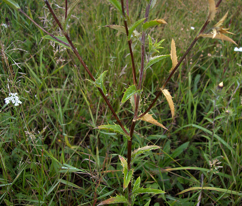 Image of Carlina biebersteinii specimen.