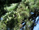 Cedrus atlantica. Ветви с микростробилами. Зап. Крым, г. Саки, территория санатория им. Н.Н. Бурденко.