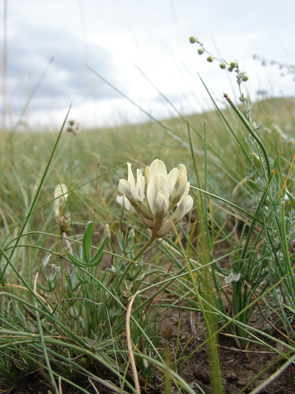 Изображение особи Oxytropis oxyphylla.