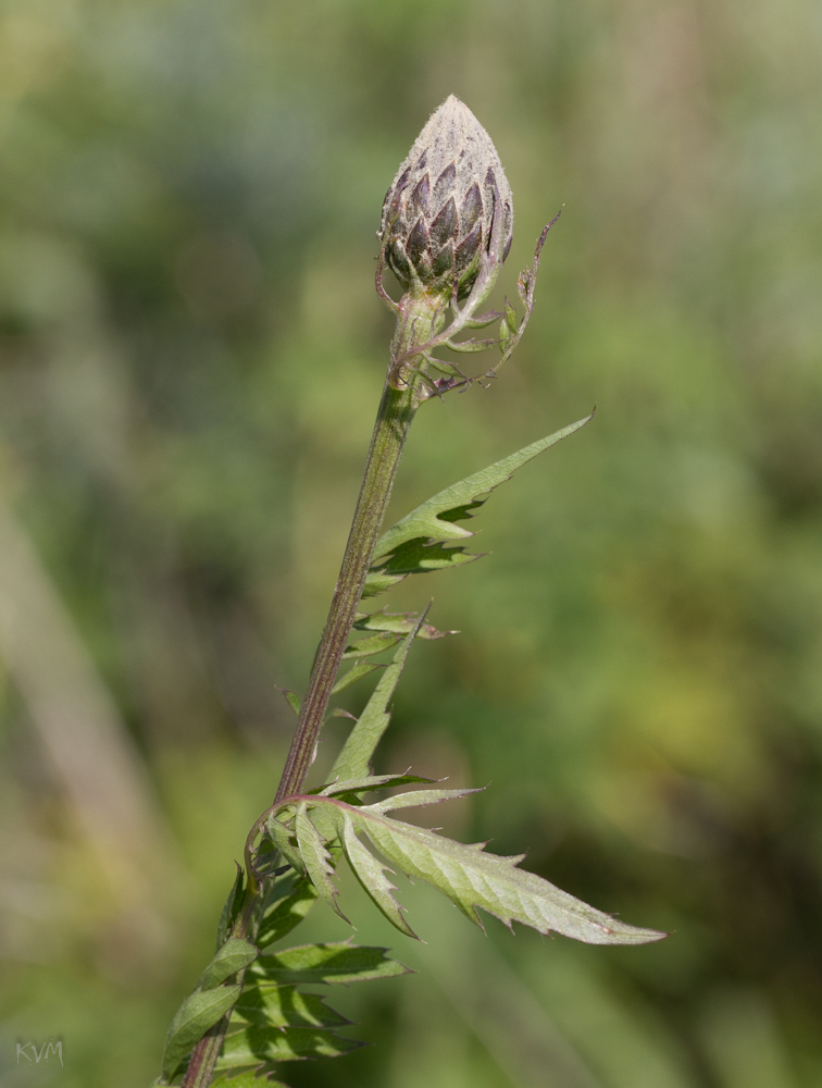 Image of Serratula coronata specimen.