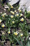 Tulipa berkariensis. Цветущие растения. Южный Казахстан, хр. Боролдайтау, ущ. Кенозен; 1450 м н.у.м. 01.05.2012.