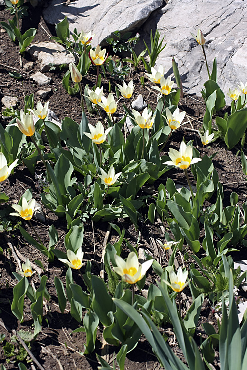 Изображение особи Tulipa berkariensis.