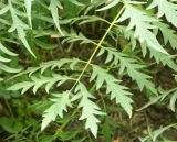 Rhus typhina f. laciniata