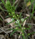 Thesium ramosum