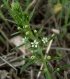 Thesium ramosum. Верхушка цветущего растения. Краснодарский край, станица Шкуринская, \"роща на южном склоне\" над р. Ея. 17.04.2009.