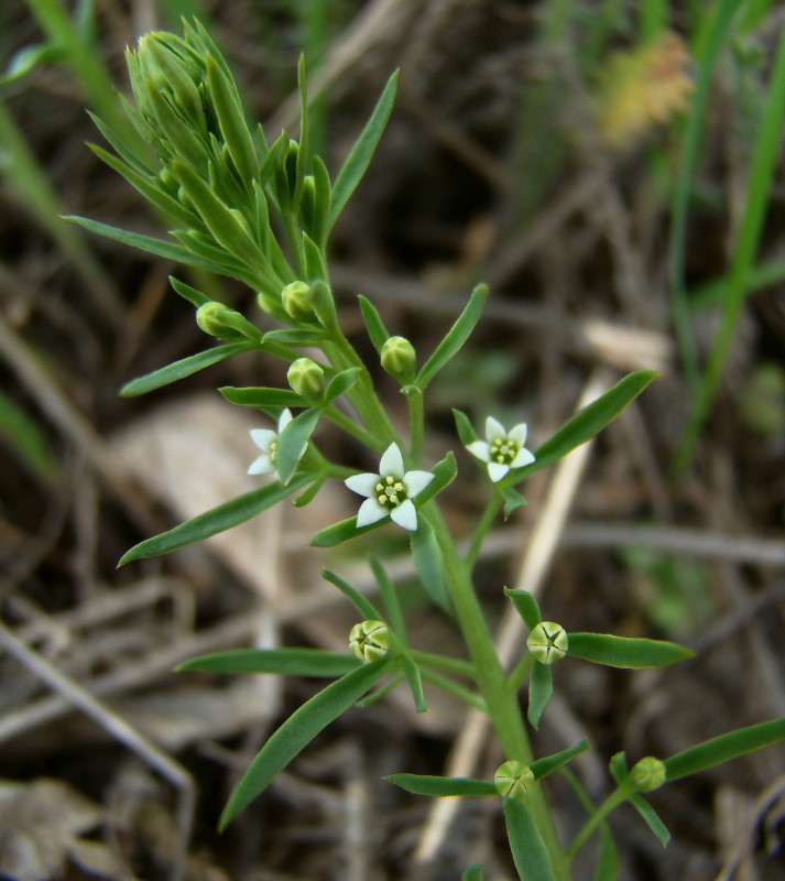 Image of Thesium ramosum specimen.