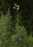 Lactuca indica. Цветущее растение. Владивосток, Академгородок. 19 августа 2012 г.