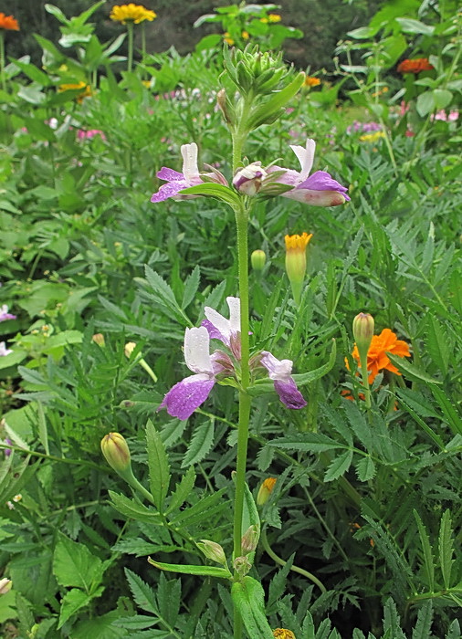 Изображение особи Collinsia heterophylla.
