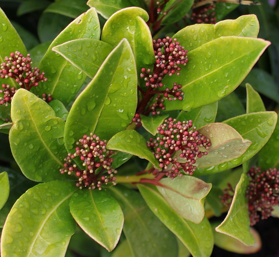 Изображение особи Skimmia japonica.