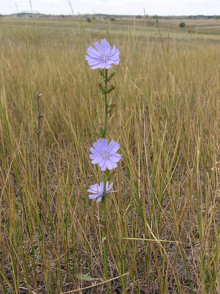 Image of Cichorium intybus specimen.