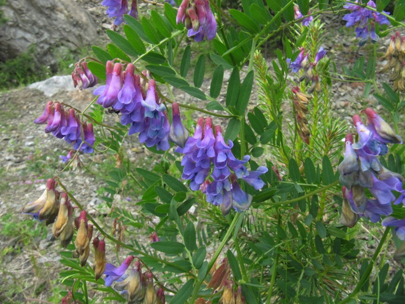 Изображение особи Vicia nervata.