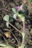 Trifolium hirtum