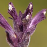 Bartsia alpina. Часть соцветия. Мурманская обл., Мончегорский городской округ, 3 км Ю-В села Имандра, западный склон Хибин, опушка сосняка. 05.07.2010.