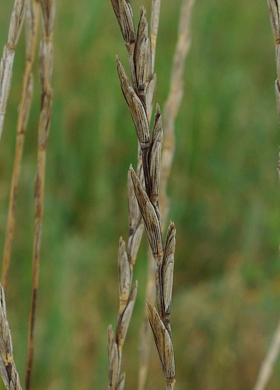 Изображение особи Elytrigia obtusiflora.