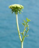 Daucus carota ssp. hispanicus