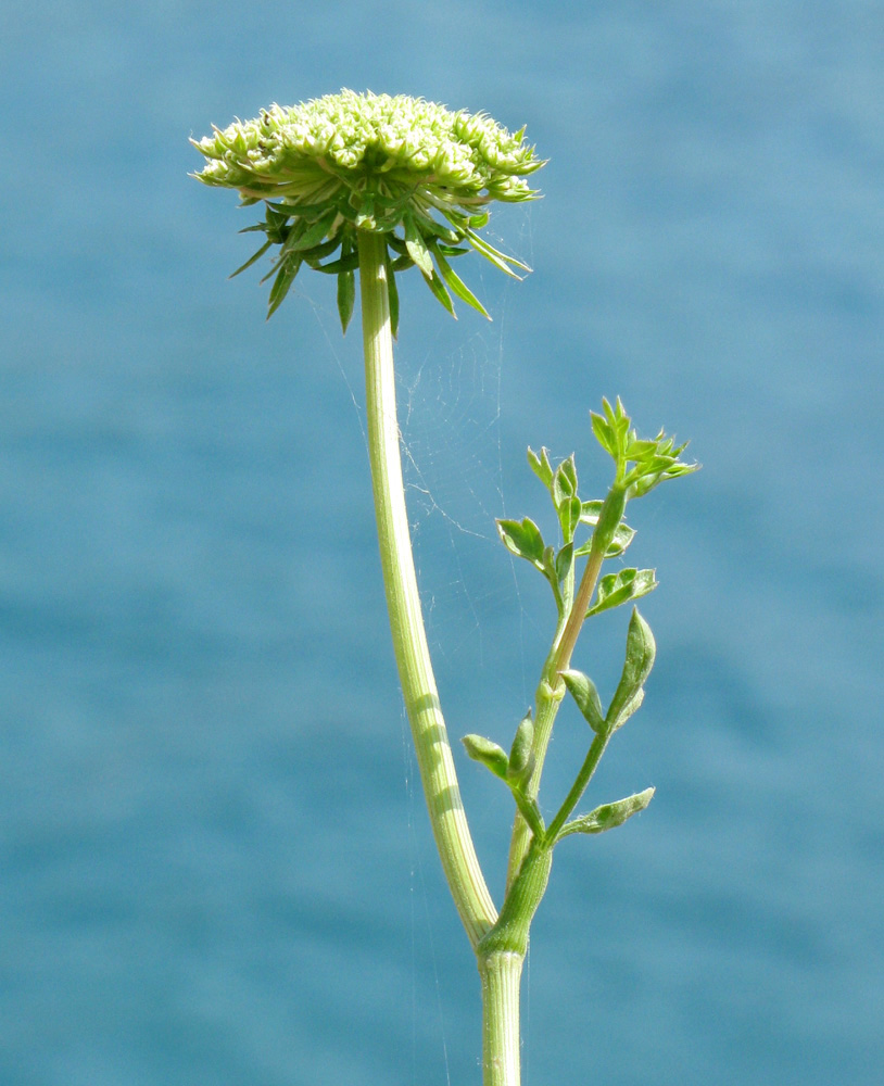 Изображение особи Daucus carota ssp. hispanicus.