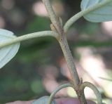 Viburnum × pragense