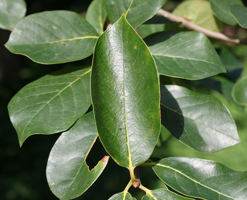 Image of Nyssa sylvatica specimen.