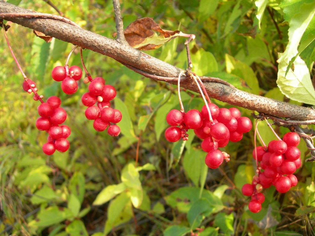 Изображение особи Schisandra chinensis.