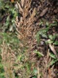 Calamagrostis brachytricha