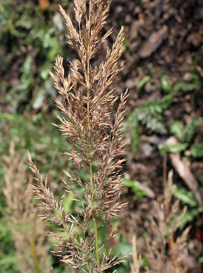 Изображение особи Calamagrostis brachytricha.