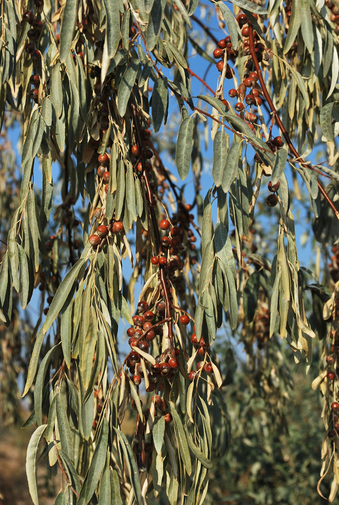 Изображение особи Elaeagnus angustifolia.