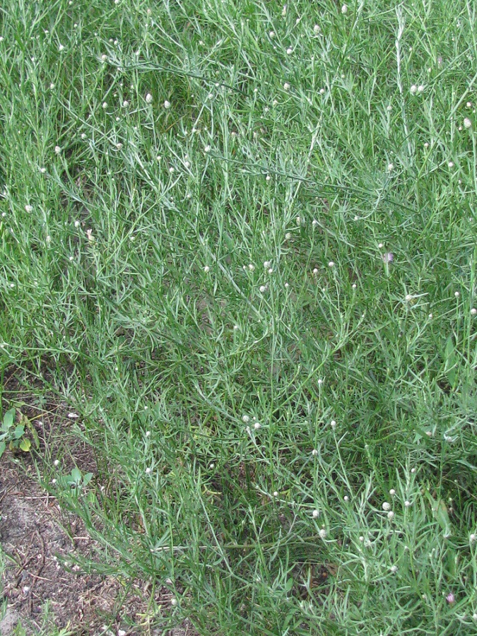 Image of Centaurea borysthenica specimen.