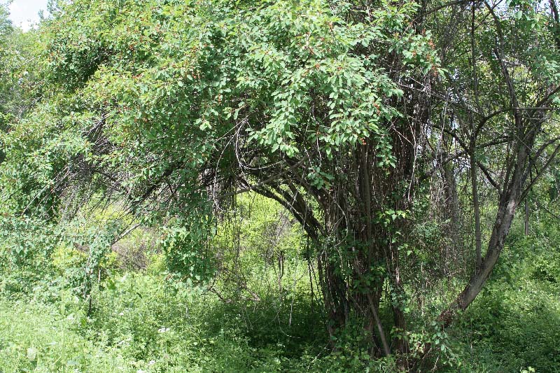 Изображение особи Exochorda korolkowii.