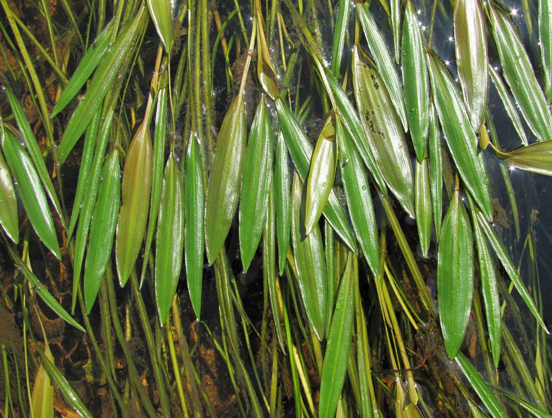 Изображение особи Potamogeton × sparganiifolius.