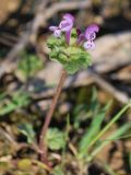 Lamium amplexicaule. Верхушка цветущего растения. Узбекистан, г. Ташкент, пос. Улугбек. 12.04.2012.