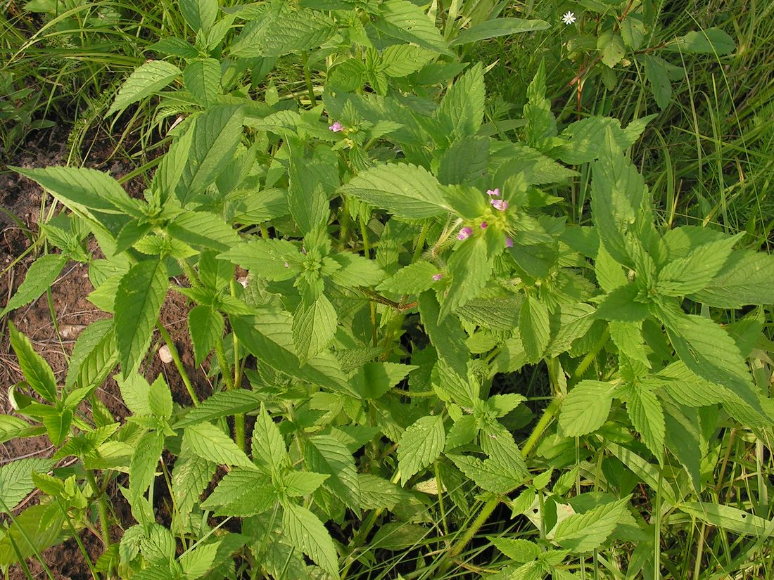 Image of Galeopsis bifida specimen.