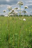 Valeriana rossica