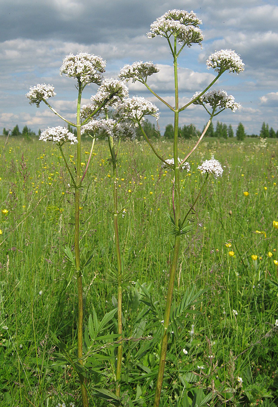 Изображение особи Valeriana rossica.