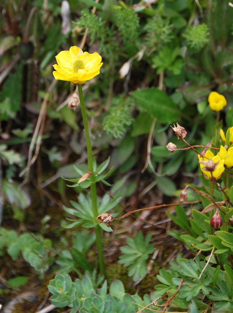 Изображение особи Ranunculus lasiocarpus.