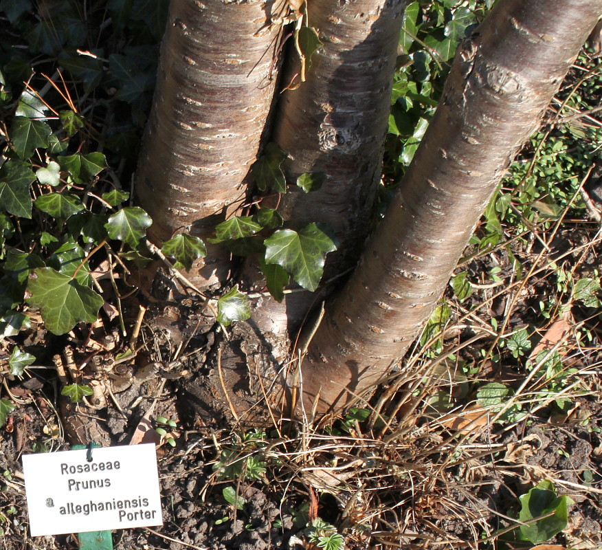 Image of Prunus alleghaniensis specimen.