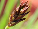 Carex stenophylla