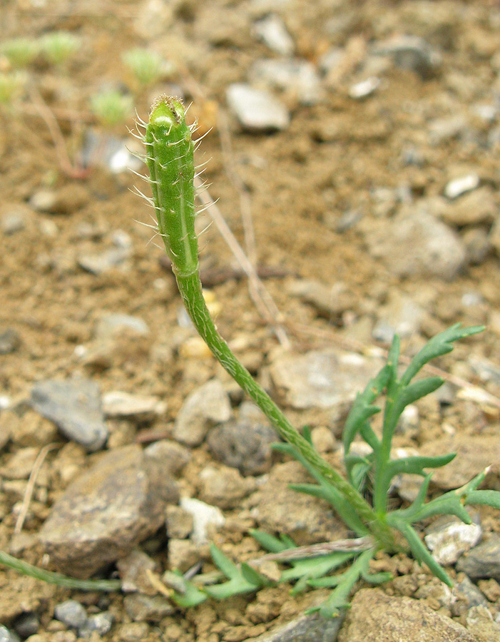 Image of Papaver minus specimen.