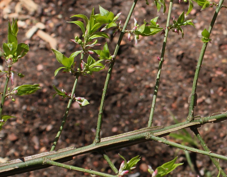 Изображение особи Euonymus alatus.