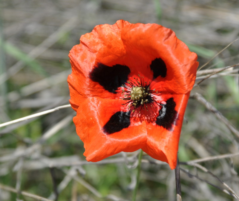 Изображение особи род Papaver.