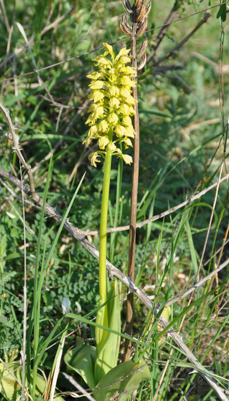 Изображение особи Orchis punctulata.