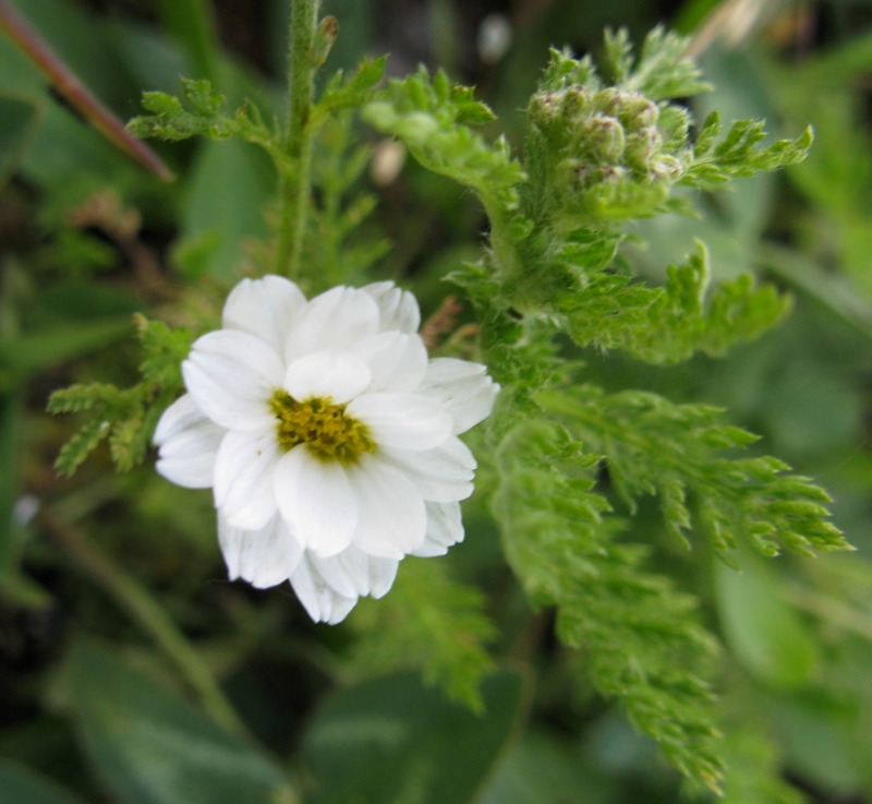 Image of genus Achillea specimen.