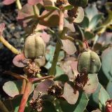 Euphorbia marschalliana
