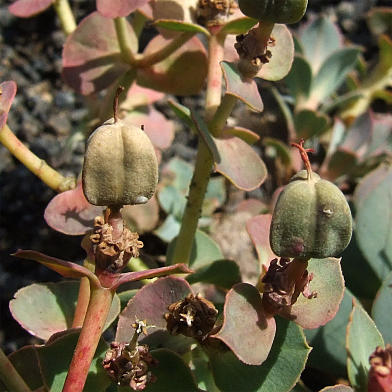 Изображение особи Euphorbia marschalliana.