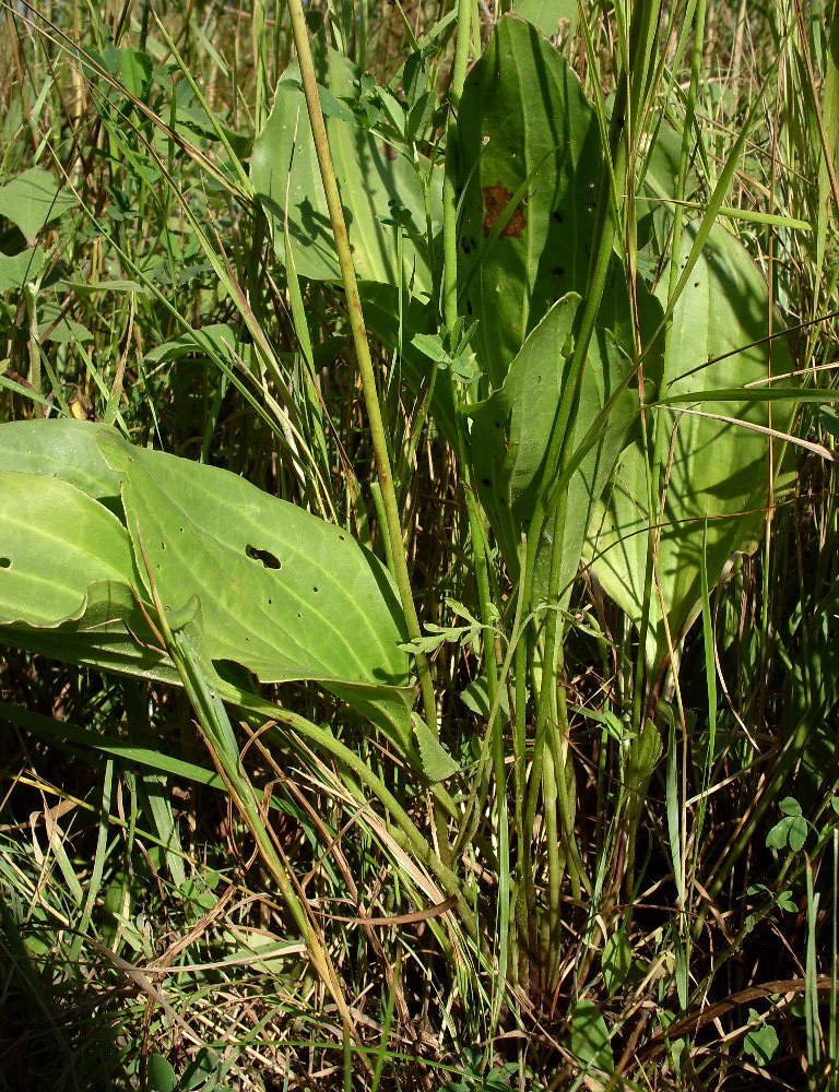 Изображение особи Plantago cornuti.