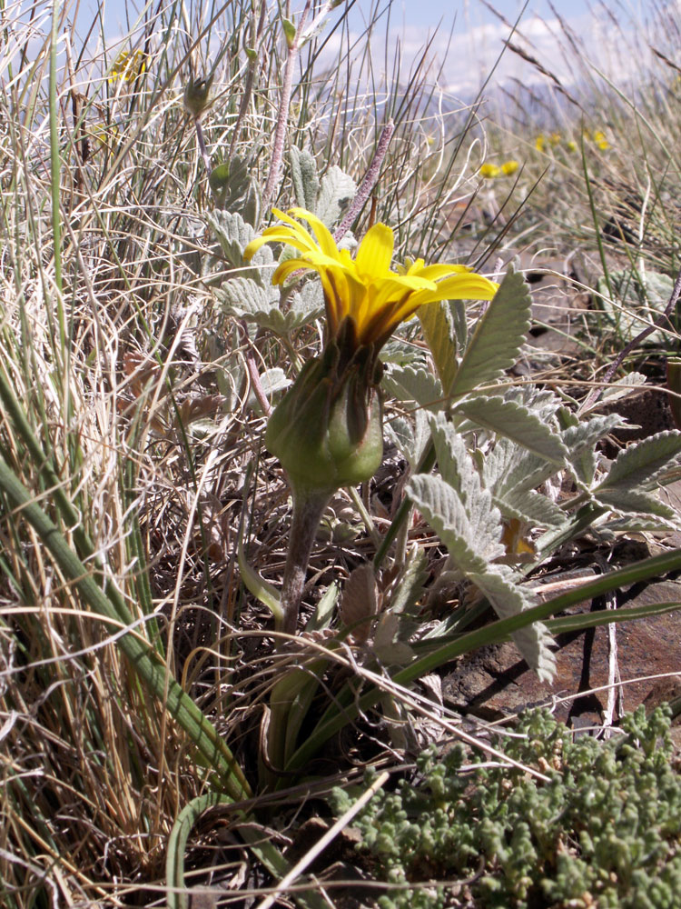 Image of Scorzonera subacaulis specimen.