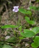 Viola palustris