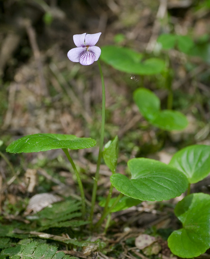 Изображение особи Viola palustris.