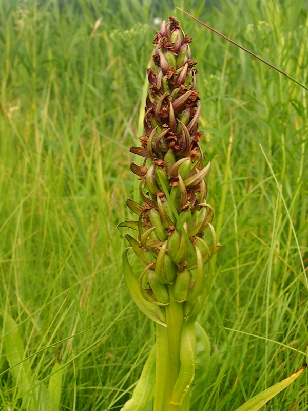 Image of Dactylorhiza incarnata specimen.