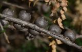 Melaleuca cardiophylla