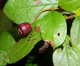 Cotoneaster lucidus. Созревающий плод и листья. Подмосковье, окр. г. Одинцово, мелколесье на берегу небольшого пруда. Сентябрь 2013 г.